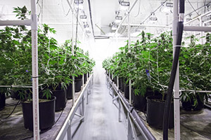 Chemical resistant floor for marijuana grow facility