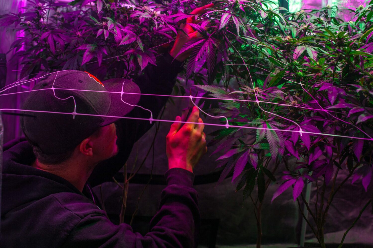 Man cutting marijuana leaves from a pot plant under grow lights