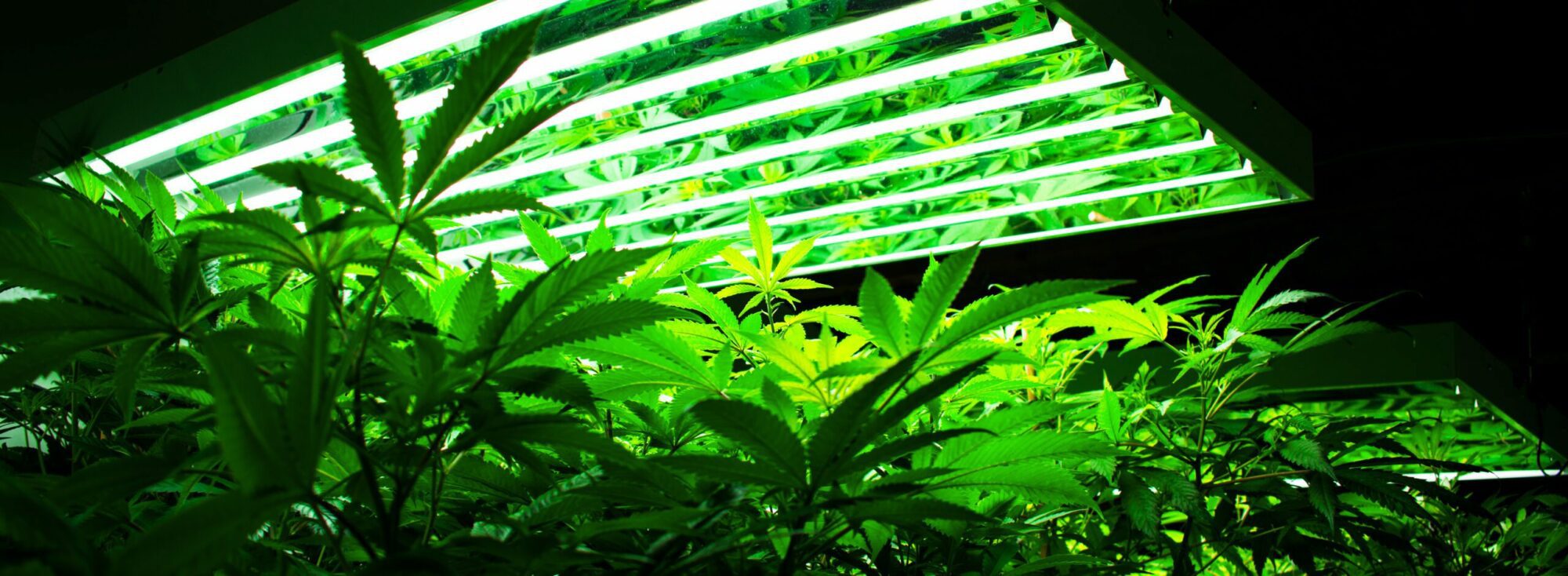 Marijuana plants sitting underneath grow lights