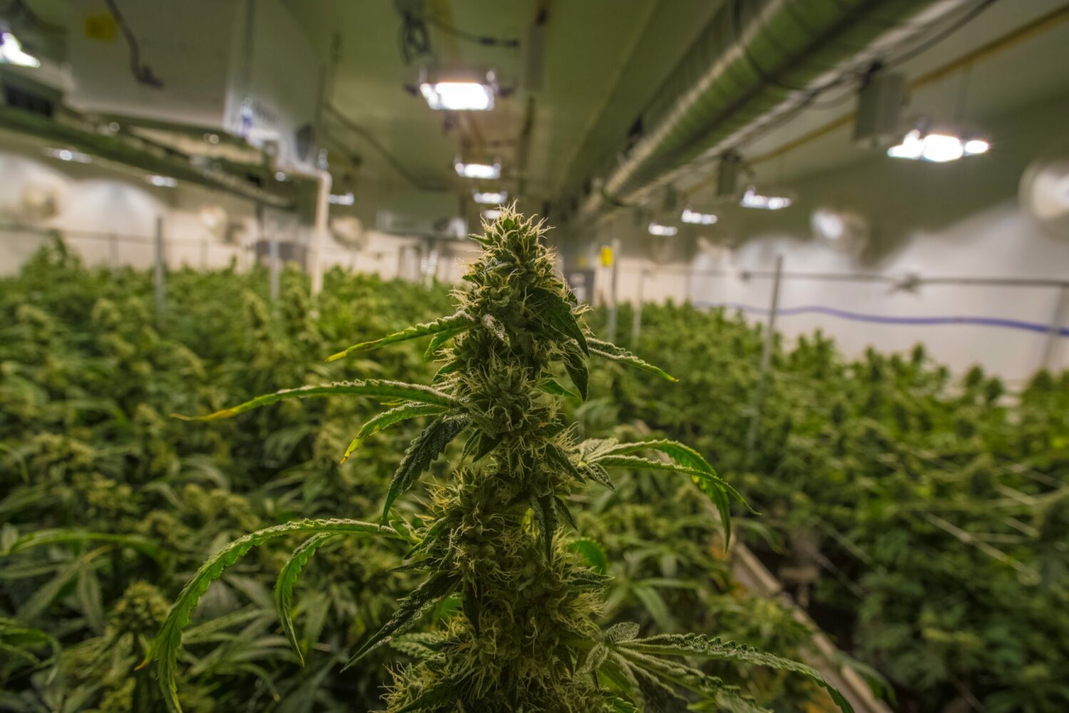 Marijuana growing in a cannabis grow room